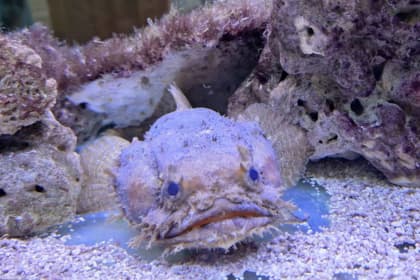 Port Dickson Ornamental Fish Centre